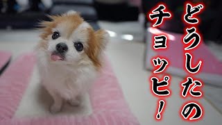 【悲報】知らない間に激やせしていた老犬チョッピ😢