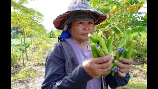 เก็บดอกผักตบ วิถีชาวบ้าน โดย แม่เดือนเพ็ญ สังโวลี บ้านหนองจิก ตำบลหนองแวง อำเภอพระยืน จังหวัดขอนแก่น