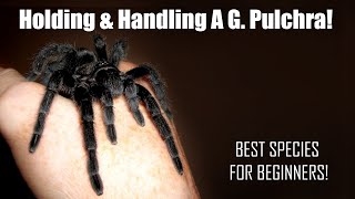 Grammostola Pulchra Tarantula Handling - DOs \u0026 DON'Ts To Remember