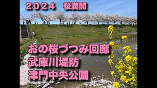 ２０２４　桜　おの桜づつみ回廊　桜武庫川堤防　今津、津戸中央公園