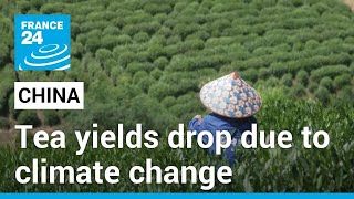 Bitter taste of climate change: China's tea yields drop, flavours altered due to drought