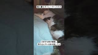 車が損傷し落ち込んでいたら、猫に励まされる