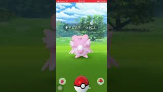 ポケモンGO❗️🤩野生ハピナス出現🤭😍😍ノーマルカーブ⁉︎