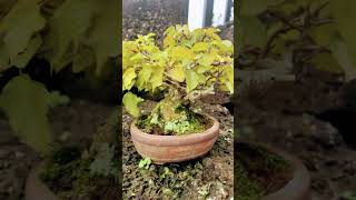 소사 소품 작푸영상#분재 #bonsaitree #bonsai