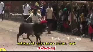 Annavasal parattai group Sinnavar Rajagri jallikattu 2023