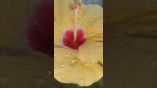 flowers status video new flowers status video best hibiscus flowers video beautiful flowers status