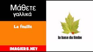 Μάθετε Γαλλικά = La feuille