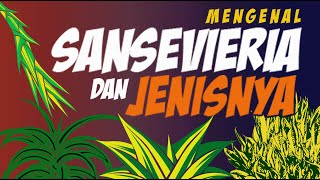 JENIS SANSEVIERIA YANG BELUM BANYAK DIKETAHUI!!! [#1]