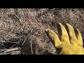 texas native plant spotlight tasajillo cactus