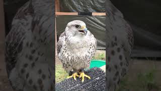 【ハヤブサ】今日もサイレンのように鳴き叫ぶハヤブサ