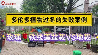 多伦多植物过冬的失败案例/玫瑰、铁线莲盆栽VS地栽