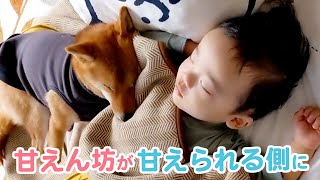 弟くんと一緒に成長していく柴犬のお兄さん♡