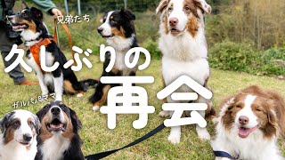 弟犬の親戚に会いに行ったら先住犬のお姉ちゃんが子守りで大忙しでした(笑)【ボーダーコリー・オーストラリアンシェパード】