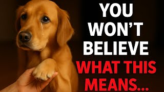 5 Secret Signs Your Dog Loves You (And #5 Will Break You)