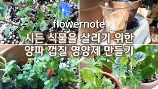 (효과 대박!!) 시든 식물 살리기 위한 초간단 양파 껍질 영양제 만들기/양파껍질 활용하기/Home Gardening