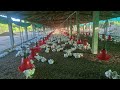 Day 23 // keshab poultry farm // murgi farm // broiler farm