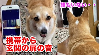 ドッキリに気付いた時の反応が可愛いw・・【コーギー】　Corgi that has a cute reaction when she realize the prank