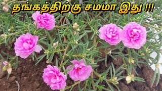 Table Rose செடியின் 3 முத்தான ரகசியங்கள்| Moss rose uses in Tamil|Pattu rose|Candy Store Tamil