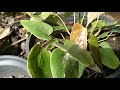 വരുമാനം തരും ആന്തൂറിയം anthurium plant care malayalam how to care anthurium garden malayalam