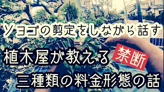 植木屋が教える【常緑樹の剪定】ソヨゴの切り方と植木屋の料金形態の話