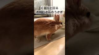 おやつにガチなうさぎさん#shorts #うさぎ #rabbit #bunny #feed #おやつ