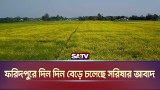 ফরিদপুরে দিন দিন বেড়ে চলেছে সরিষার আবাদ | SATV NEWS