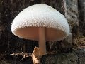 Identifying the Volvariella bombycina, Silky Rosegill