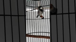 Playtube Pk Ultimate Video Sharing Website