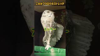 フクロウのよくある動き #ペット #動物 #フクロウ #アメリカワシミミズク