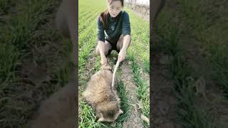 Amazing brave girl working with crocodiles at farm, Catching crocodiles #crocodile #short EP61