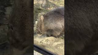 新しい🪵が気に入ったフクちゃん🐨✨ (wombat Fuku/五月山動物園)