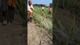 गन्ने के खेत में कोराजन डालने का सही तरीक़ा | #coragen #sugarcanefarming #machine #agriculture