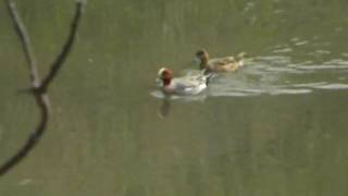 オカヨシガモ(鳥飼水路)