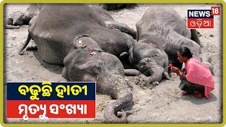 Elephant Population 2019: ରାଜ୍ୟରେ ବଢିଚାଲିଛି ହାତୀଙ୍କ ମୃତ୍ୟୁ