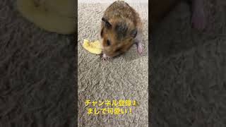 餌を口に入れるハムちゃんが可愛すぎる！！