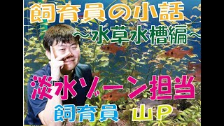 広島マリーナホップ 飼育員に小話～水草水槽編～