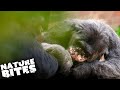 Female Chimpanzee Attacked By Dominant Male | Nature Bites