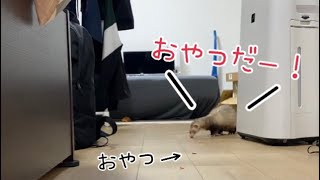 欲張りなフェレットをおびきだしてみた【おやつ大好きフェレット】