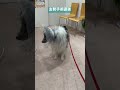 去勢手術直後の愛犬。頑張ったね！ シェルティ シェットランドシープドッグ sheltie