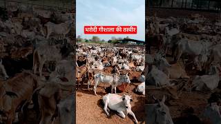 धरोदी गौशाला की तस्वीर #gaushala #cow #shorts #youtubeshorts #gau #गाय #ytshorts #shortsvideo #reels