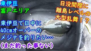 【東伊豆】東伊豆で日中の40cmオーバーのメジナに一番近付けた日(釣ったとは言ってない)【2020年7月】