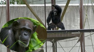 千葉はサンタでお祭り騒ぎ！ 千葉市動物公園　チンパンジー　※2020.2の年月になっていますが、2020.6の間違えでした。🐵