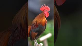 Download Lagu Amazing Suara Ayam Jago Berkokok di Pagi Hari shor... MP3 Gratis