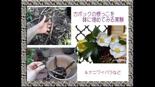 カポックの根っこの実験（鉢からはみ出していた根っこを埋めてみる）これが発芽すると信じて♪