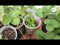 strawberry में एक पौधा से ढेरों पौधे कैसे बनाएं। how to grow many strawberry plants from one plant