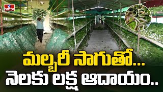 మల్బరీ సాగుతో...నెలకు లక్ష ఆదాయం.. | High Level Of Profits With  Mulberry Cultivation | hmtv agri