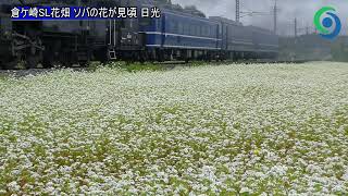 倉ケ崎SL花畑 ソバの花が見頃 日光