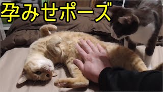 今日も今日とてベッドの上でのんびりと過ごす二匹の猫…とっても可愛い