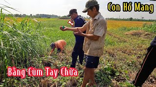 Nghe Ông Chú Chỉ Con Rắn Hổ Mang To Bằng Bắp Tay Chữa Mà Thấy Ham | Mười Thương Săn Bắt