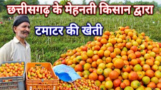 Tomato Farming। छत्तीसगढ़ के मेहनती किसान द्वारा टमाटर की खेती।। Chhattisgarh Me Tamater Ki kheti।